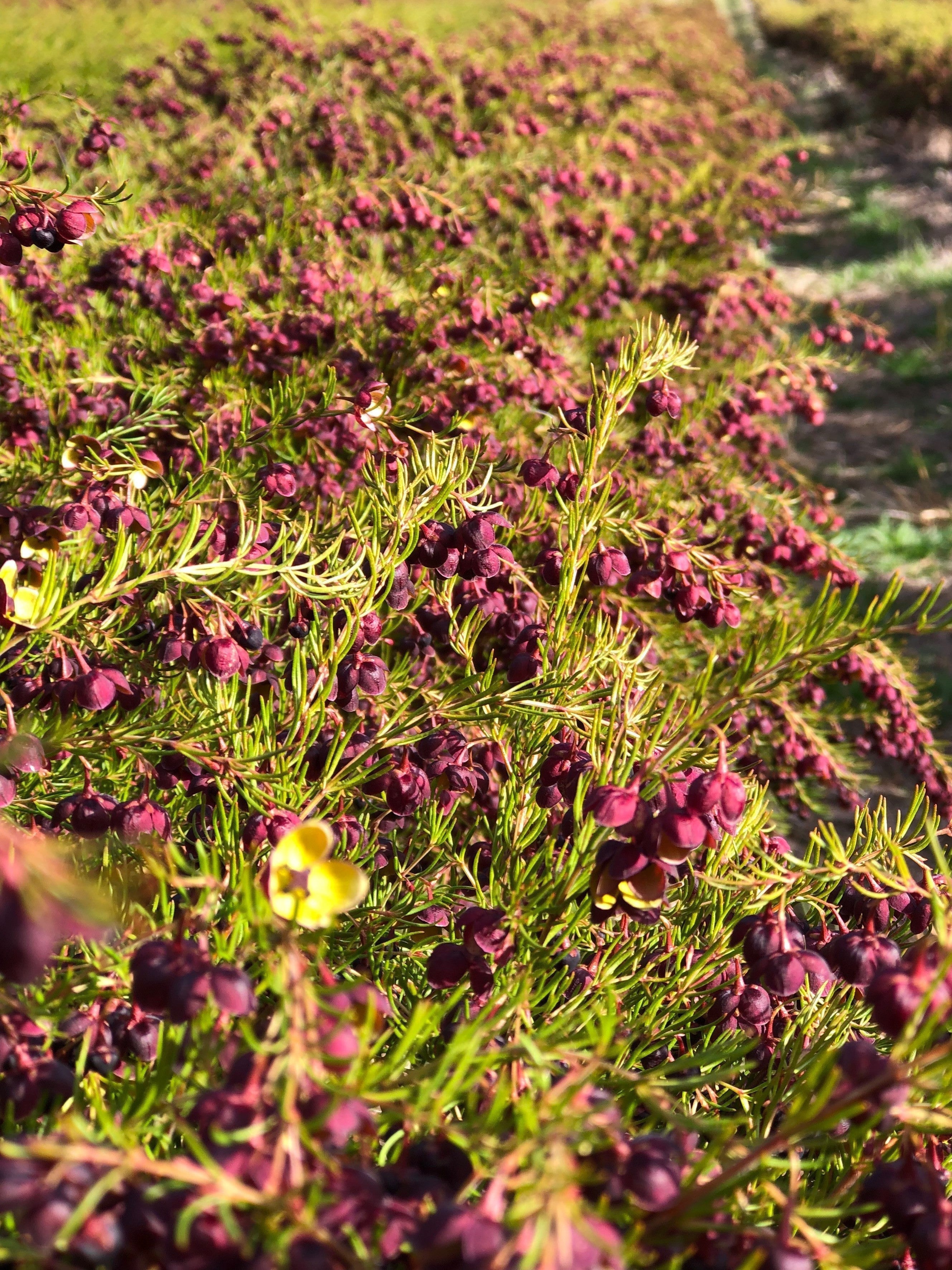 Australian boronia flower growing in the wild, showcasing native botanicals used in luxury Australian perfumery.