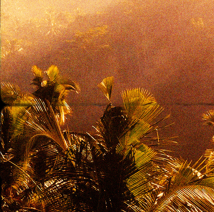 Golden sunset over tropical palm trees with warm golden light, creating a serene Australian coastal landscape inspired by nature and luxury travel.