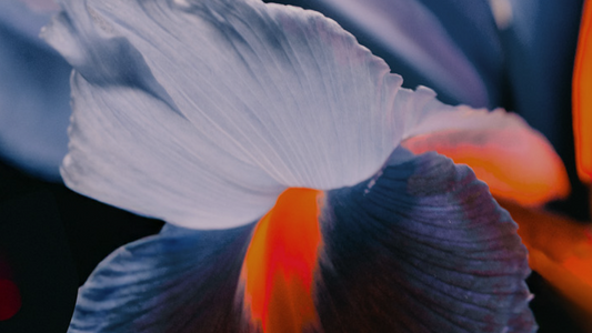 Why Native Botanicals Matter in Ethical Perfumery